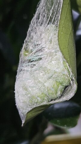 20241020_152939 – Kopie