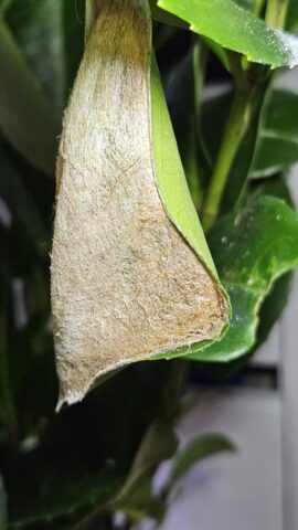 20241020_203326 – Kopie