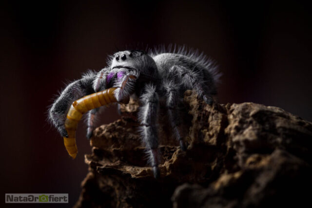 IMG_9449-2-scaled